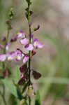 Showy milkwort